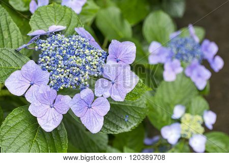 Purple lacecap hydrangea