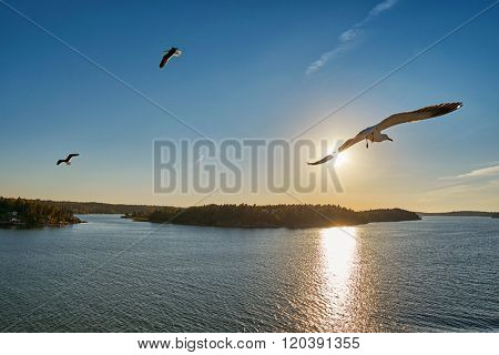 Sea Gull flying into sunrays at Sea