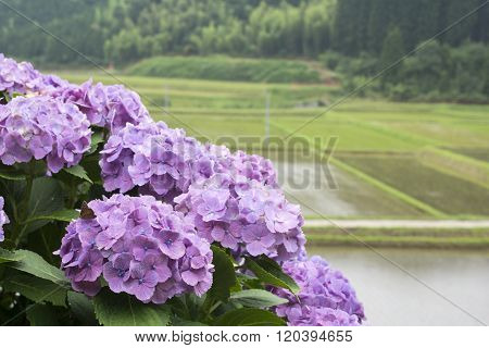 Pale purple hydrangea