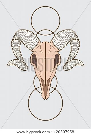 illustration of ram skull. vector eps 10