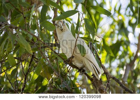 Little Corella bird in Australia
