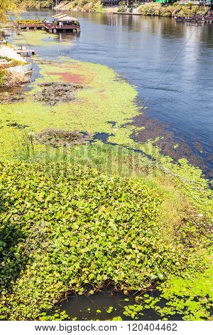 River Kwai Vegetation