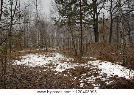 Birch Forest With Melting Snow In Spring