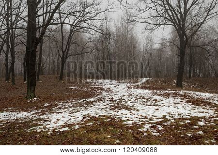 Birch Forest With Melting Snow In Spring