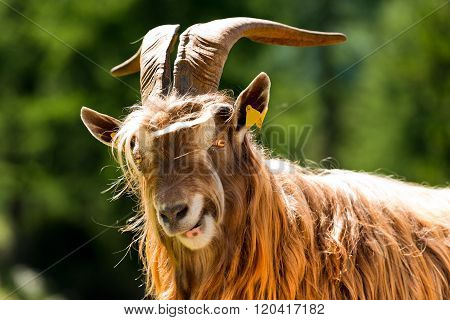 Mountain Male Goat - Italian Alps