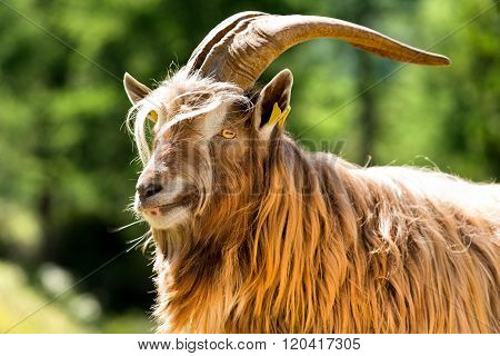 Mountain Male Goat - Italian Alps