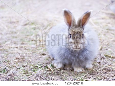 Angora Rabbit On  Straw