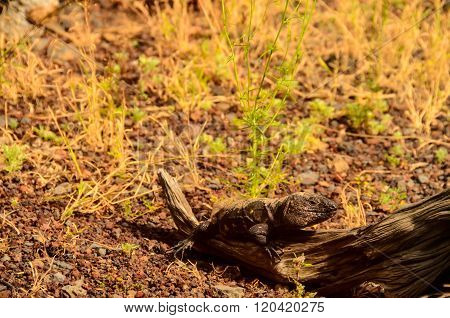 Canarian Lizard