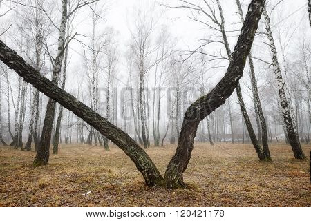 Birch Forest With Melting Snow In Spring