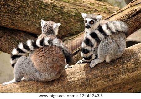 Two ring-tailed lemurs sit on a tree trunk