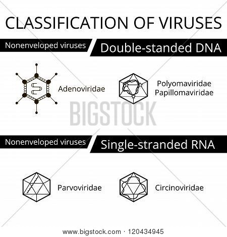 Classification Of Viruses.