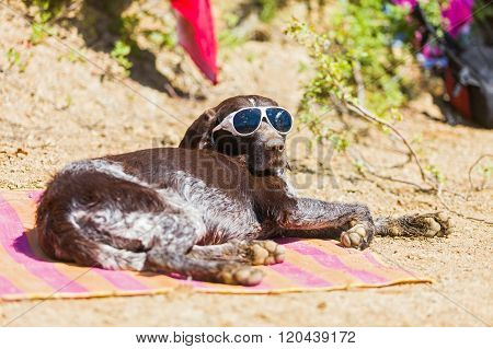 German beagle sunbathing on the beach in summer with sunglasses.