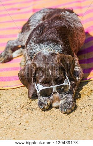 Hungarian beagle with sunglasses relaxing in the sun.