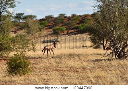 African Wildlife, Namibia