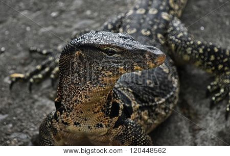 Asian Water Monitor Varan Close Up Portrait