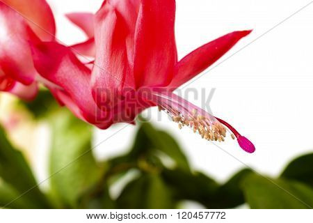 Blooming Christmas Cactus Schlumbergera