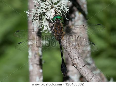 Racket-tailed Emerald
