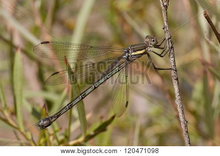 Great Spreadwing