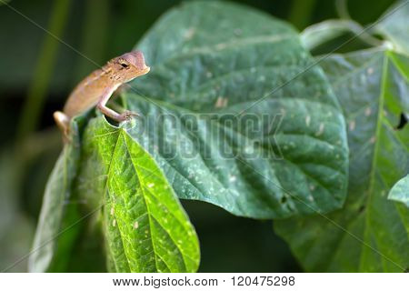 Changeable lizard on leaf, shallow depth of field, focus on the head