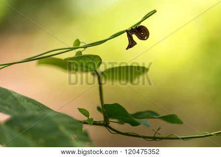 The strange carterpillar of Eudocima Salamina standing on vines
