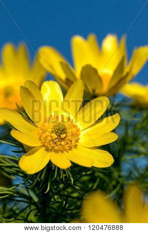 Close to pheasant's eye (Adonis vernalis) flowers of spring