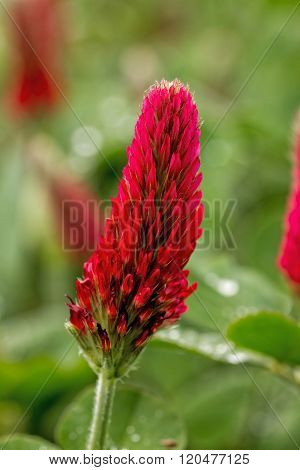 Beautiful Crimson clover flower field close up