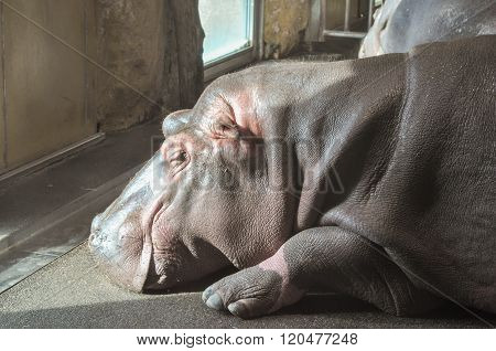 Hippopotamus Mammal Animal