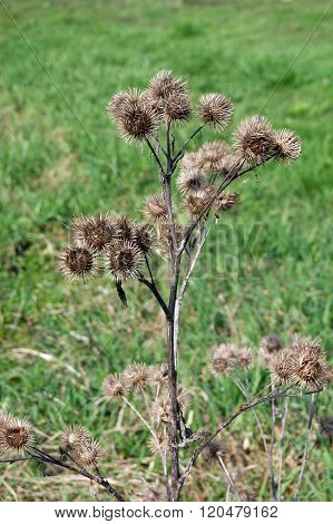 The acanthoides Carduus L. - roadside thistle