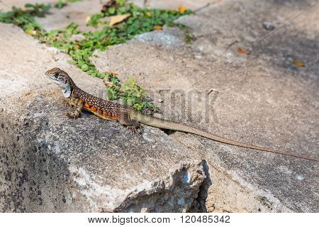 Butterfly Agama Lizard