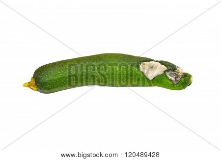 Molded Vegetable Marrow (zucchini)