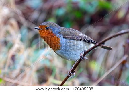 Friendly Beautiful Robin