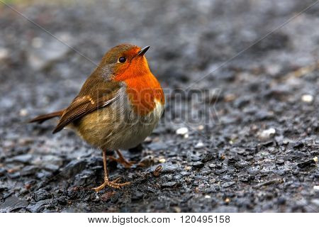 Friendly Beautiful Robin