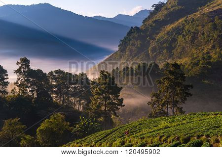 Famous Strawberry garden at Doi Ang Khang , Chiang Mai, Thailand.