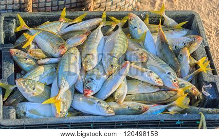 New snapper catch from the sea