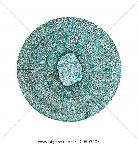 Tilia Stem Micrograph