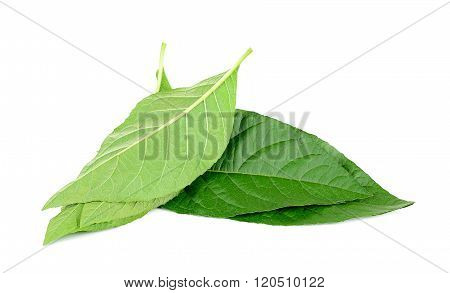 Adhatoda Vasica Or Medicinal Basak Leaf Isolated On White
