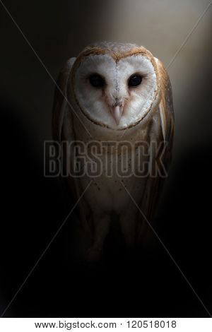 Common Barn Owl ( Tyto Albahead )