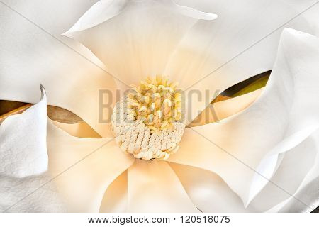 Magnolia Stigma With Carpels, Stamens And  White Petals Bloomed