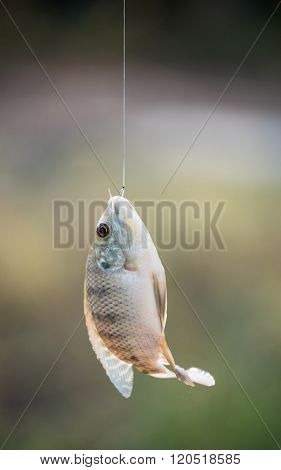 Nile Tilapia Fish Hanging On Hook
