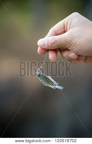 Nile Tilapia Fish Hanging On Hook
