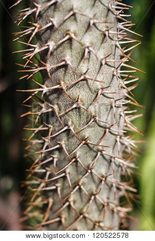 A large prickly cactus with thorns.