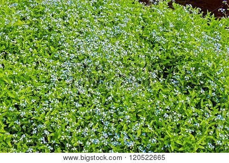 forget me not