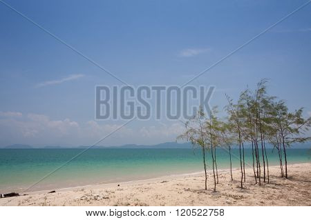 Little Pine On The Beach