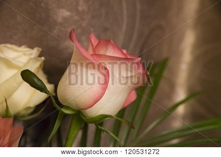 white rose