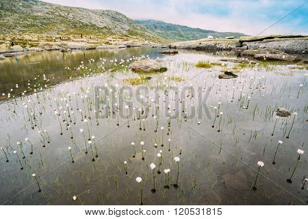 Mountains lake with cottongrass, cotton-grass or cottonsedge Eri