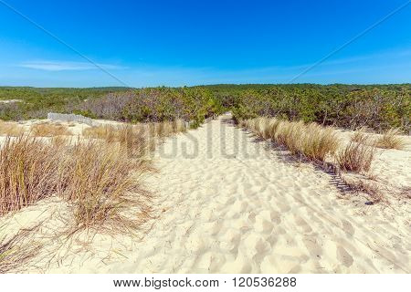 Plants Of Dune Of Pyla, Arcachon Bay
