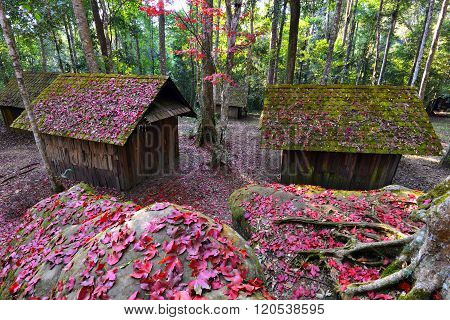 Red maple leaves at Museums political military school Phu Hin Rong Kla National Park Phetchabun, Thailand. Blurred foreground and Soft focus.
