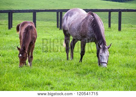 Mare with her colt on pastures of horse farms. Country summer landscape.