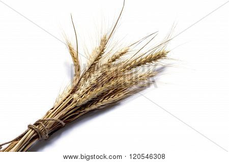 Bunch Of Wheaten Ears On A White Background