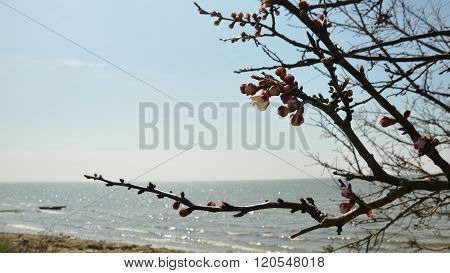 Apricot flowering on the seashore